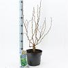 Corylus a. 'Scooter' Pot 5 Liter 60 - 70 cm