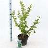 Corylus a. 'Scooter' Pot 5 Liter 60 - 70 cm