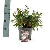 Gaura l. Baby Butterfly Dark Pink Pot 2 Liter