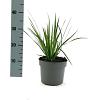 Libertia grandiflora Pot 2 Liter