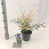 Nandina d. 'Twilight' Pot 2 Liter 20 - 30 cm