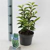 Prunus l. 'Angustifolia' Pot 2 Liter 20 - 30 cm