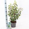 Prunus l. 'Angustifolia' Pot 2 Liter 20 - 30 cm