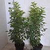 Prunus l. 'Angustifolia' Pot 3 Liter 40 - 60 cm