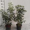 Prunus l. 'Angustifolia' Pot 3 Liter 40 - 60 cm