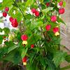 Abutilon megapotamicum Pot 20 Liter 175 - 200 cm