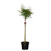 Acer palmatum Pot 10 liter Stam 80 cm