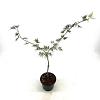 Acer pal. 'Dissectum' Pot 2 Liter30 - 40 cm