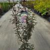Acer pal. 'Skeeter's Broom' Pot 12 liter 100 - 125 cm
