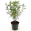 Aronia melanocarpa 'Professor Ed' Pot 3 Liter 30 - 40 cm