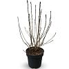 Aronia prunifolia 'Viking' Pot 12 liter 80 - 100 cm