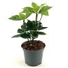 Aucuba jap. 'Rozannie' Pot 3 Liter 30 - 40 cm