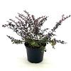 Berberis thunb. 'Dart's Red Lady' Pot 3 liter 25-30cm