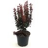 Berberis thunb. 'Red Tower' Pot 3 Liter 30 - 40 cm