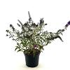 Buddleja Butterfly Red Pot 3 Liter 30 - 40 cm