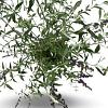 Buddleja d. 'Black Knight' Pot 12 liter 80 - 100 cm