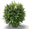 Buddleja d. B. Candy Little White Pot 12 liter 60 - 80 cm
