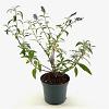 Buddleja d. 'Ile de France' Pot 3 Liter 40 - 50 cm