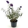 Buddleja d. 'Nanho Purple' Pot 3 Liter 30 - 40 cm