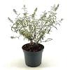 Buddleja d. 'Nanho White' Pot 3 Liter 30 - 40 cm