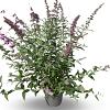 Buddleja d. 'Pink Delight' Pot 12 liter 80 - 100 cm