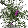 Buddleja d. 'Royal Red' Pot 12 liter 60 - 80 cm