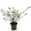 Buddleja d. 'White Bouquet' Pot 3 Liter 40 - 50 cm