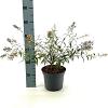 Buddleja Free Petite Snow White Pot 3 Liter 30 - 40 cm