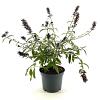 Buddleja Free Petite Tutti Fruitti Pot 3 Liter 30 - 40 cm