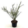 Callistemon rigidus Pot 2 Liter30 - 40 cm