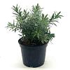 Callistemon vimin. 'Little John' Pot 2 liter 25-30cm