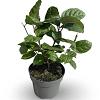 Calycanthus r. 'Hartlage Wine' Pot 4 Liter 30 - 40 cm