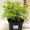 Caryopteris cland. Hint of Gold Pot 2 liter 30-35cm