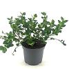 Ceanothus griseus 'Yankee Point' Pot 2 Liter30 - 40 cm