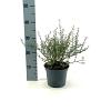 Ceanothus 'Italian Skies' Pot 2 Liter30 - 40 cm