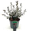 Ceanothus 'Tuxedo' Pot 2 Liter30 - 40 cm