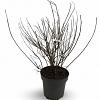 Cephalanthus occidentalis Pot 12 liter 60 - 80 cm