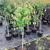 Cercidiphyllum japonicum Pot 10 liter Stam 80 cm