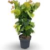 Cercis can. The Rising Sun Pot 12 liter 80 - 100 cm
