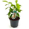 Chimonanthus praecox Pot 3 Liter 30 - 40 cm