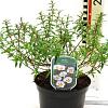 Cistus florentinus Pot 2 liter 25-30cm