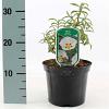 Cistus purpureus 'Alan Fradd' Pot 2 liter 25-30cm
