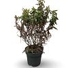 Clethra alnif. 'Hummingbird' Pot 12 liter 60 - 80 cm