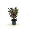 Coprosma r. Pacific Night Pot 2 liter 25-30cm