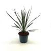 Cordyline australis Pot 2 Liter30 - 40 cm