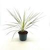 Cordyline aus. Lime Passion Pot 2 Liter30 - 40 cm