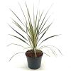 Cordyline aus. 'Torbay Dazzler' Pot 2 Liter30 - 40 cm