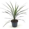 Cordyline indivisa 'Peko' Pot 2 Liter30 - 40 cm