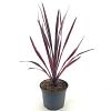 Cordyline 'Paso Doble' Pot 2 Liter30 - 40 cm