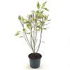 Cornus alba 'Elegantissima' Pot 3 Liter 40 - 50 cm